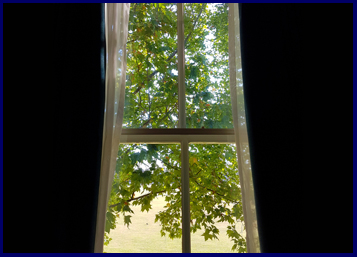 window and trees